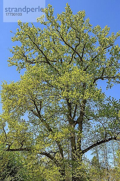 Eiche (Quercus) in frischem Frühjahrsgrün  Insel Mainau  Bodensee  Baden-Wüttemberg  Deutschland  Europa