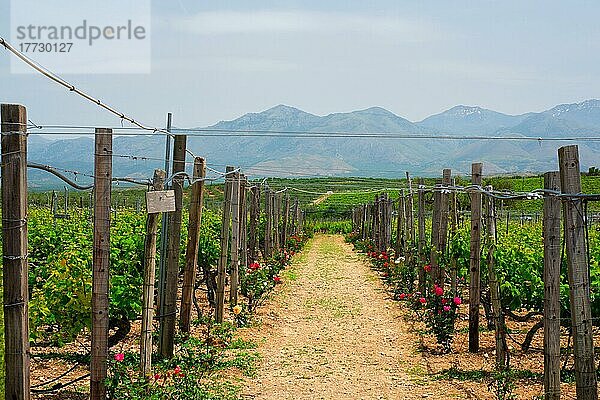 Weinberg mit Traubenreihen und Rosen als Indikatoren für die Pflanzengesundheit. Insel Kreta  Griechenland  Europa