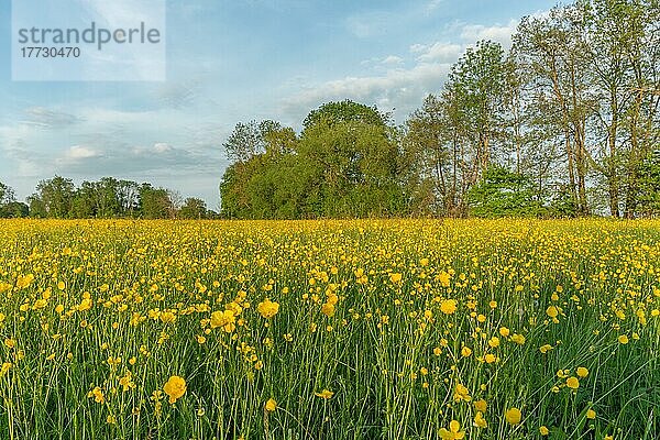 Blühende Wiese mit goldenen Knospen im Frühling. Elsass Frankreich