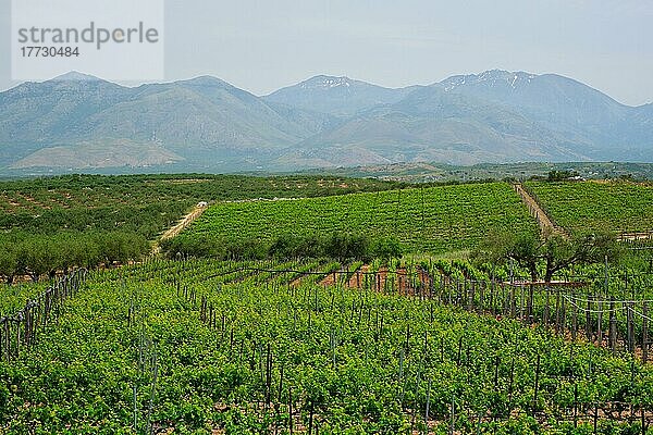 Weinberg mit Traubenreihen. Insel Kreta  Griechenland  Europa