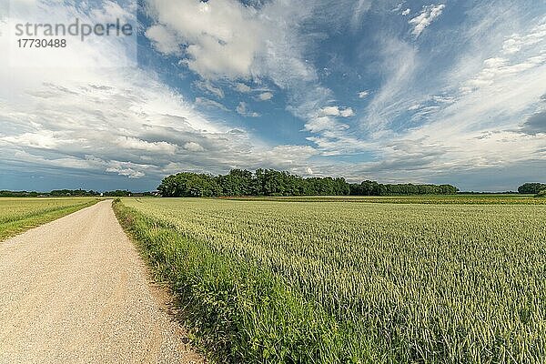 Weizenfeld im Frühling in der Ebene. Elsass  Frankreich  Europa