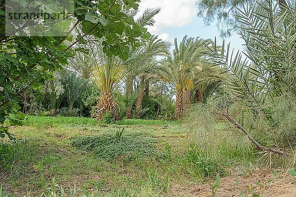 Palmen in den Gärten einer Oase im Frühling. Marokko