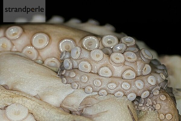Saugnäpfe an Tentakeln eines fangfrischen Octopus (Octopus maya)  Studiofotografie mit schwarzem Hintergrund