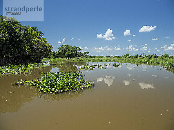 Ein Blick auf den Fluss namens Rio Tres Irmao  Mato Grosso  Pantanal  Brasilien  Südamerika