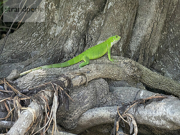 Erwachsener grüner Leguan (Iguana iguana)  sonnt sich am Ufer des Rio Tres Irmao  Mato Grosso  Pantanal  Brasilien  Südamerika