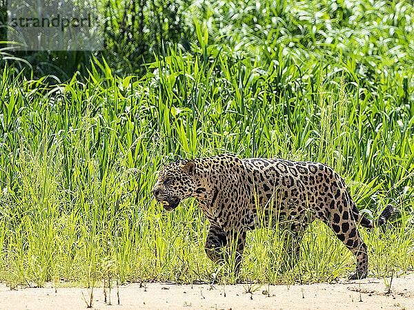 Erwachsener Jaguar (Panthera onca)  am Flussufer des Rio Tres Irmao  Mato Grosso  Pantanal  Brasilien  Südamerika