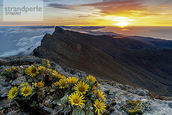 Wilde Blumen auf Felsen auf dem Berggipfel Pico de la Zarza bei Sonnenaufgang  Halbinsel Jandia  Fuerteventura  Kanarische Inseln  Spanien  Atlantik  Europa