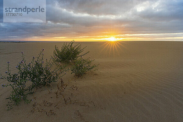 Die Sonne geht über dem welligen Sand der Wüste unter bewölktem Himmel auf  Naturpark Corralejo  Fuerteventura  Kanarische Inseln  Spanien  Atlantik  Europa