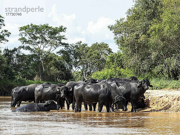 Ausgewachsener Hauswasserbüffel (Bubalus bubalis)  am Rio Cuiaba  Mato Grosso  Pantanal  Brasilien  Südamerika