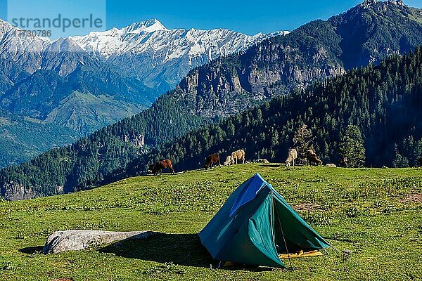 Zelt im Himalaya-Gebirge mit grasender Schafherde. Kullu-Tal  Himachal Pradesh  Indien  Asien