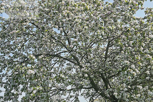 Apfelbaum (Malus domestica)  Emsland  Niedersachsen  Deutschland  Europa