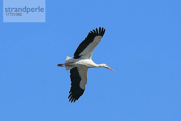 Weißstorch (Ciconia ciconia) im Flug  Nordrhein-Westfalen  Deutschland  Europa