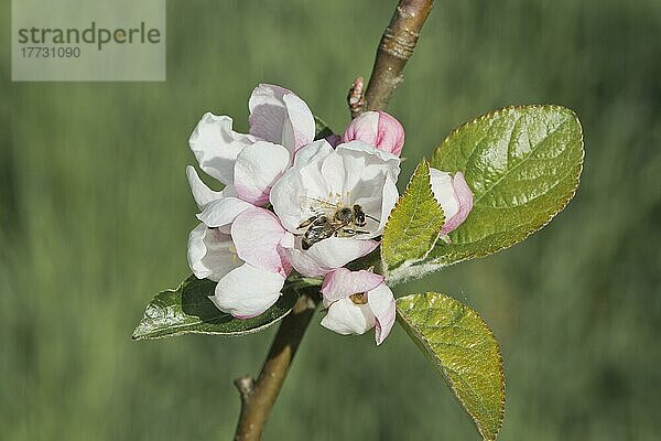 Apfelblüte (Malus domestica) mit Honigniene (Apis mellifera)  Emsland  Niedersachsen  Deutschland  Europa