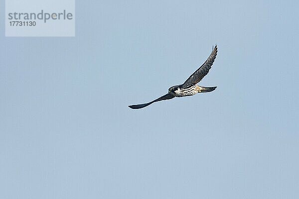 Baumfalke (Falco subbuteo) fliegend  Emsland  Niedersachsen  Deutschla