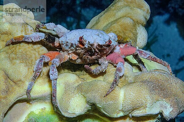 Krabbe  Schwamm-Dekorateur-Krabbe (Hyastenus) tarnt sich mit Meeresschwamm  Pazifik  Visayas  Philippinen  Asien