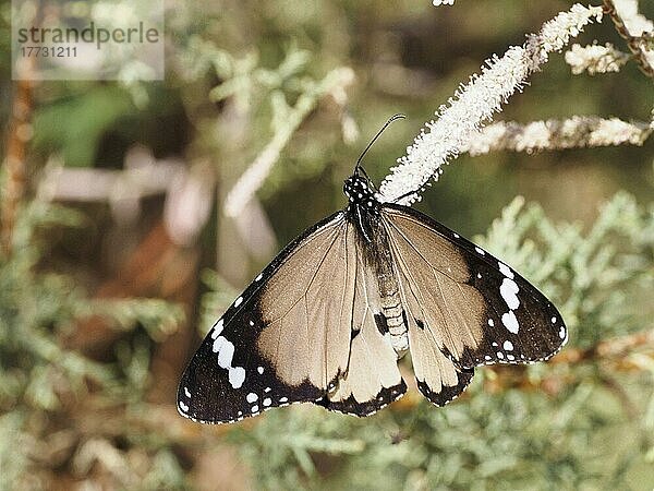 Makronischer Monarch (Danaus chrysippus)  helle Farbvariante