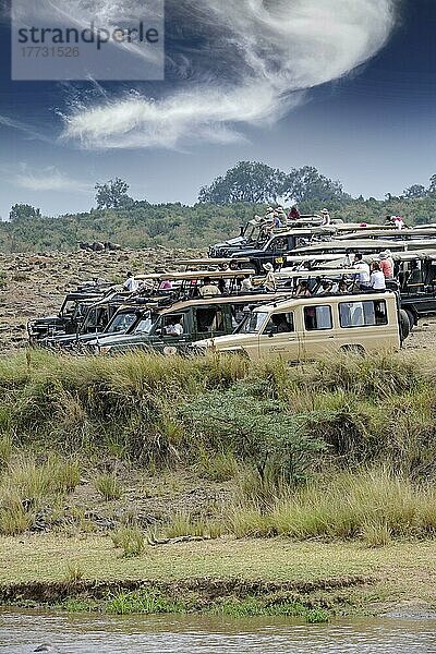 Safariwagen am Mara River mit Touristen warten auf die Gnumigration  Masai Mara  Kenia  Afrka  Afrika