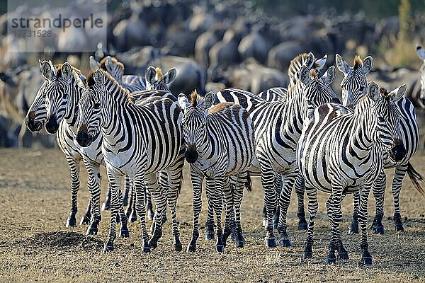Zebras (Equus quagga)  Herde  Masai Mara  Kenia  Afrika