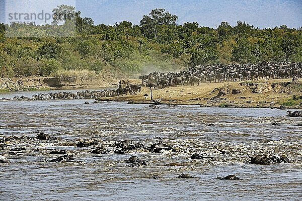 Gnu  Streifengnu (Connochaetes taurinus)  Weißbartgnu  Gnumigration  Gnus beim durchqueren des Mara River  im Vordergrund jede Menge tote Gnus  Masai Mara  Kenia  Afrika