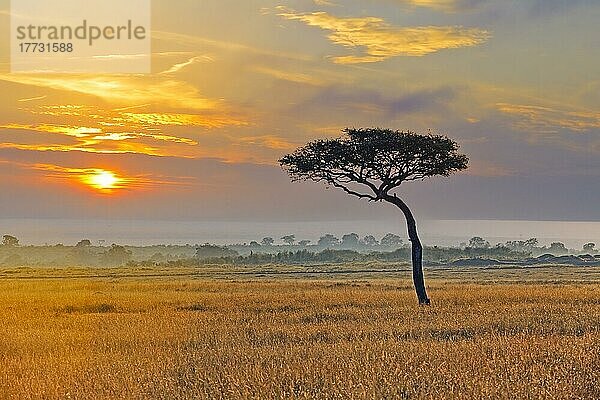 Schirmakazie (Acacia tortilis)  kurz vor Sonnenaufgang  Masai Mara  Kenia  Afrika