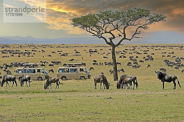Gnus (Connochaetes taurinus)  Gnu  Herde auf Weideland im Abendlicht  im Hintergrund Safariwagen  Masai Mara  Kenia  Afrika
