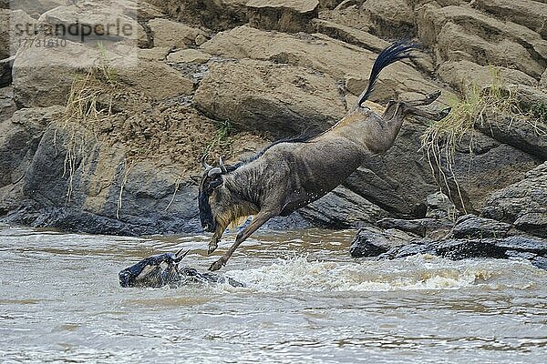 Streifengnus (Connochaetes taurinus)  Weißbartgnus  Gnus  springen in Mara Fluss  Gnu-Migration  Masai Mara  Kenia  Afrika