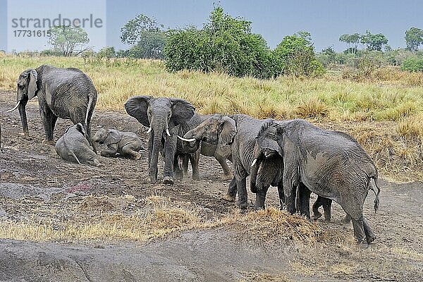 Afrikanische Elefanten (Loxodonta africana)  Familie  Masai Mara  Kenia  Afrika