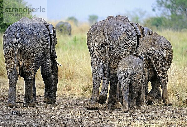 Afrikanische Elefanten (Loxodonta africana)  Familie von Hinten  Masai Mara  Kenia  Afrika