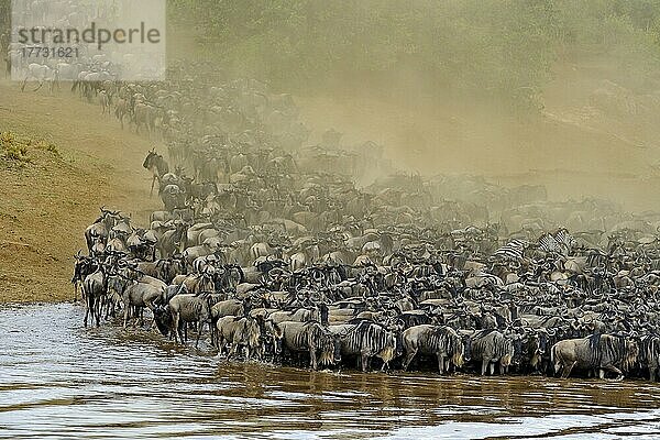 Gnu  Streifengnu (Connochaetes taurinus)  Weißbartgnu  Gnumigration  Gnus beim durchqueren des Mara River  Masai Mara  Kenia  Afrika