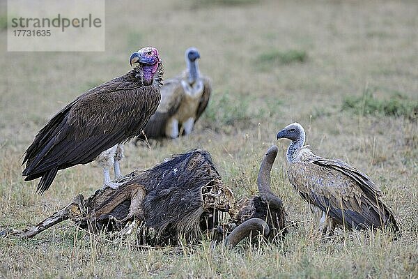 Ohrengeier (Torgos tracheliotos) und Sperbergeier (Gyps rueppelli)  fressen an totem Gnu (Connochaetes taurinus)  Aas  Masai Mara Nationalpark  Kenia  Afrika