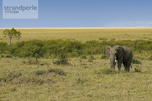 Afrikanischer Elefant (Loxodonta africana)  halbwüchsiges Männchen in der Landschaft der Masai Mara  Kenia  Afrika
