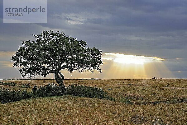 Leberwurstbaum (Kigelia pinnata) vor Gewitterhimmel  Masai Mara  Kenia  Afrika
