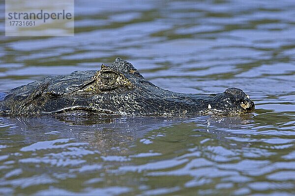 Kaiman  Brillenkaiman (Caiman crocodylus yacare)  Pantanal  Brasilien  Südamerika