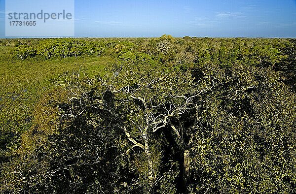 Landschaft am frühen Morgen  Pantanal  Brasilien  Südamerika