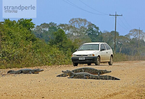 Kaimane  Brillenkaiman (Caiman crocodylus yacare) blockieren Transpantaneira  Pantanal  Brasilien  Südamerika