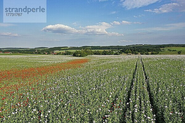 Feld mit Waldviertler Graumohn  Schlafmohn (Papaver somniferum)  Niederösterreich  Österreich  Europa