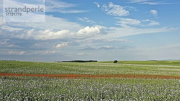 Feld mit Waldviertler Graumohn  Schlafmohn (Papaver somniferum)  Niederösterreich  Österreich  Europa