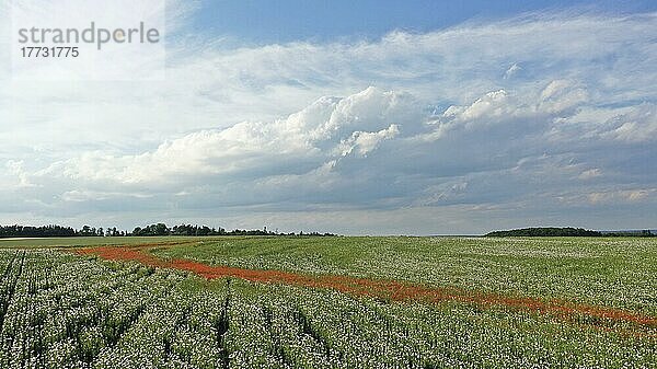 Feld mit Waldviertler Graumohn  Schlafmohn (Papaver somniferum)  Niederösterreich  Österreich  Europa