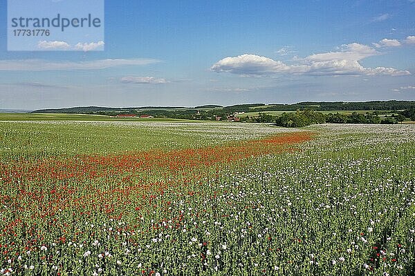 Feld mit Waldviertler Graumohn  Schlafmohn (Papaver somniferum)  Niederösterreich  Österreich  Europa