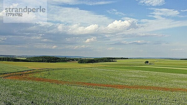 Feld mit Waldviertler Graumohn  Schlafmohn (Papaver somniferum)  Niederösterreich  Österreich  Europa