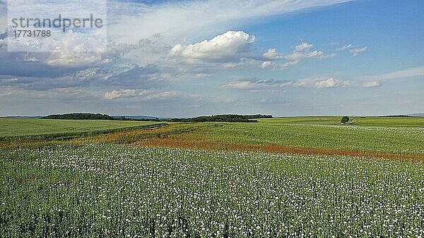 Feld mit Waldviertler Graumohn  Schlafmohn (Papaver somniferum)  Niederösterreich  Österreich  Europa