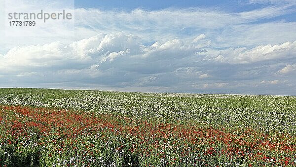 Feld mit Waldviertler Graumohn  Schlafmohn (Papaver somniferum)  Niederösterreich  Österreich  Europa