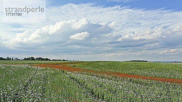 Feld mit Waldviertler Graumohn  Schlafmohn (Papaver somniferum)  Niederösterreich  Österreich  Europa