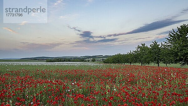 Feld mit Waldviertler Graumohn  Schlafmohn (Papaver somniferum)  Niederösterreich  Österreich  Europa