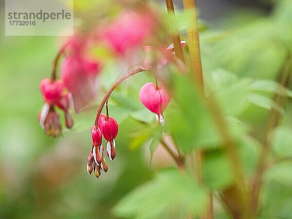 Tränendes Herz  auch Zweifarbige Herzblume (Lamprocapnos spectabilis)  Herzerlstock  Leoben  Steiermark  Österreich  Europa
