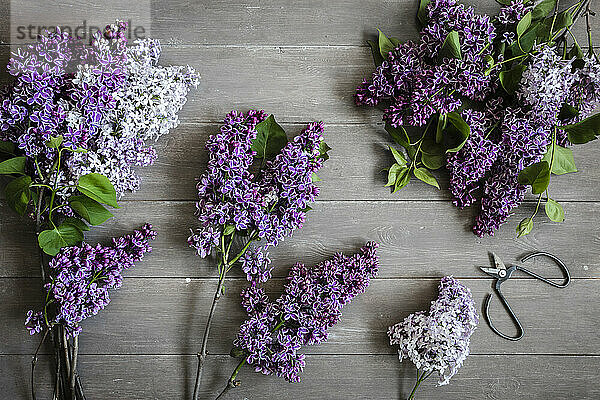 Studio shot of freshly picked lilacs (Syringa vulgaris) lying on wooden surface