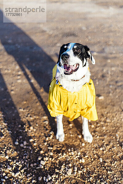 Hund trägt an sonnigem Tag gelben Regenmantel