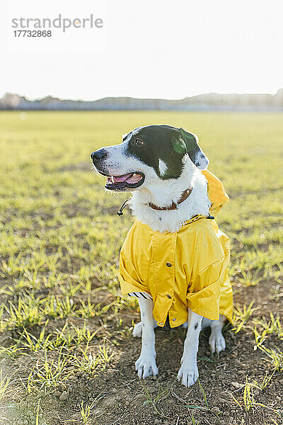 Hund im gelben Regenmantel auf der Wiese an einem sonnigen Tag