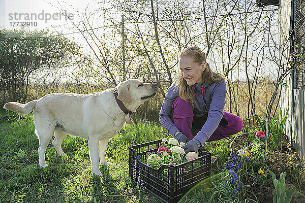 Lächelnde Frau pflanzt Blumen  während Hund im Garten kauert