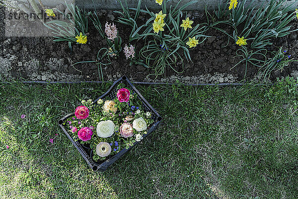 Bunte Ranunkelblüten in einer Kiste im Garten